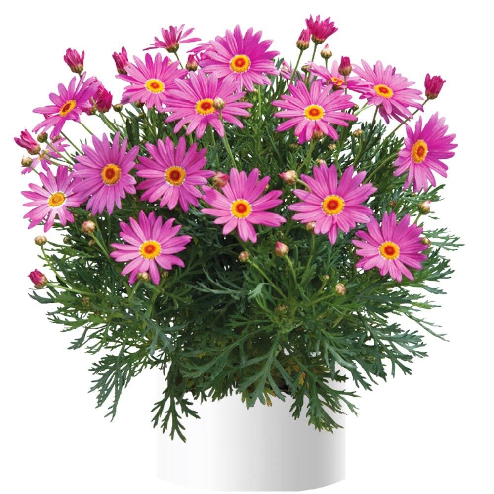 Gül pembe çeşme papatyası fidesi aramis rose