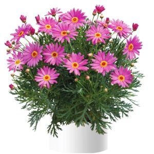 Gül pembe çeşme papatyası fidesi aramis rose