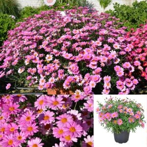 Gül pembe çeşme papatyası fidesi aramis rose