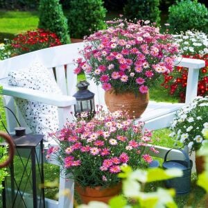 Gül pembe çeşme papatyası fidesi aramis rose