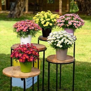 Gül pembe çeşme papatyası fidesi aramis rose