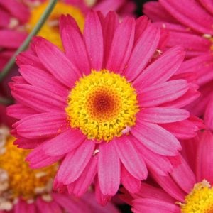 Koyu pembe çeşme papatyası fidesi aramis dark pink