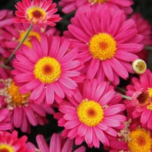 Koyu pembe çeşme papatyası fidesi aramis dark pink
