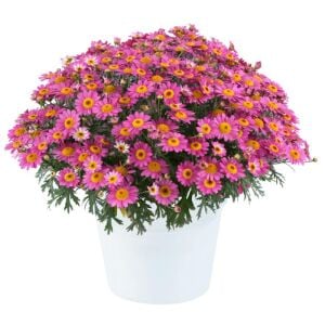 Gül pembe çeşme papatyası fidesi aramis rose