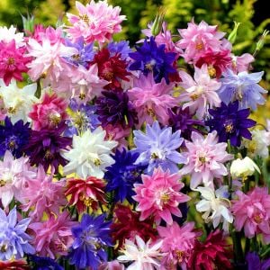 Barlow haseki küpesi tohumu karışımı aquilegia barlow mix