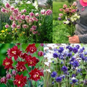 Barlow haseki küpesi tohumu karışımı aquilegia barlow mix