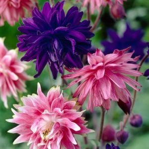 Barlow haseki küpesi tohumu karışımı aquilegia barlow mix