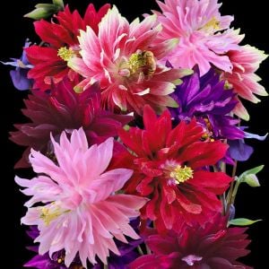 Barlow haseki küpesi tohumu karışımı aquilegia barlow mix