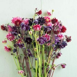 Barlow haseki küpesi tohumu karışımı aquilegia barlow mix