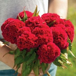 Chief karışım horoz ibiği çiçeği tohumu celosia cristata