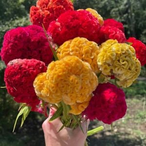 Chief karışım horoz ibiği çiçeği tohumu celosia cristata