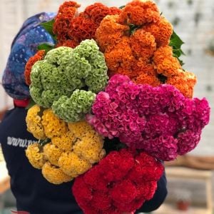 Chief karışım horoz ibiği çiçeği tohumu celosia cristata