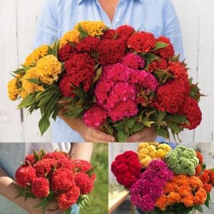 Chief karışım horoz ibiği çiçeği tohumu celosia cristata