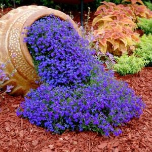 Safir mavi sarkan lobelya tohumu lobelia pendula çiçek tohumu