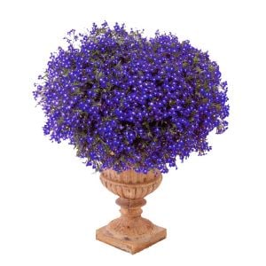 Safir mavi sarkan lobelya tohumu lobelia pendula çiçek tohumu