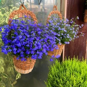 Safir mavi sarkan lobelya tohumu lobelia pendula çiçek tohumu