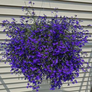 Safir mavi sarkan lobelya tohumu lobelia pendula çiçek tohumu