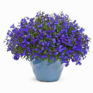 Safir mavi sarkan lobelya tohumu lobelia pendula çiçek tohumu