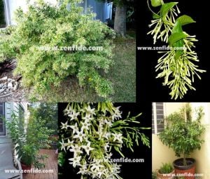 Parfüm kokulu melissa kolonya çiçeği cestrum nocturnum 3 adet 7 cm saksıda