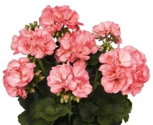 XXL çiçekli sardunya fidesi survivor appleblossom splash pelargonium