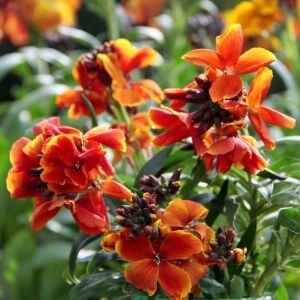 Fire King kokulu bahçe şebboy tohumu cheiranthus