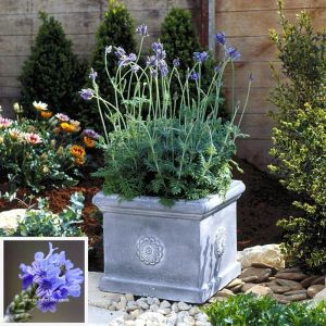 İspanyol lavantası tohumu lavandula multifida