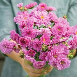 Katlı Kozmos çiçeği tohumu double dutch rose cosmos