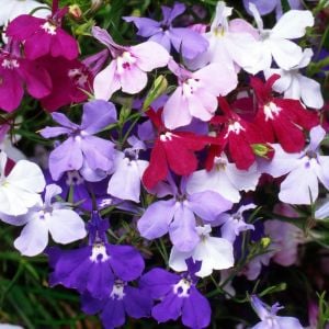 Karışım sarkan lobelya tohumu tüm renkler lobelia pendula çiçek tohumu