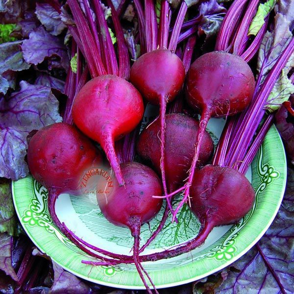 Kan pancarı tohumu geleneksel beet bulls blood beta vulgaris