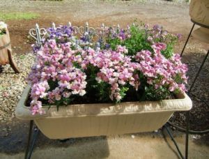 Nemesia tohumu bodur çift renk çiçekli karışım