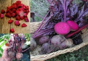 Kan pancarı tohumu geleneksel beet bulls blood beta vulgaris