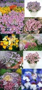 Nemesia tohumu bodur çift renk çiçekli karışım