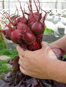 Kan pancarı tohumu geleneksel beet bulls blood beta vulgaris
