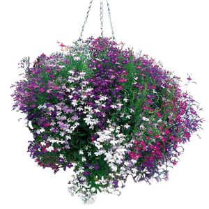 Karışım sarkan lobelya tohumu tüm renkler lobelia pendula çiçek tohumu