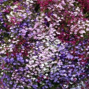 Karışım sarkan lobelya tohumu tüm renkler lobelia pendula çiçek tohumu