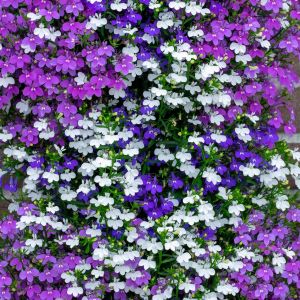 Karışım sarkan lobelya tohumu tüm renkler lobelia pendula çiçek tohumu
