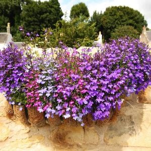 Karışım sarkan lobelya tohumu tüm renkler lobelia pendula çiçek tohumu