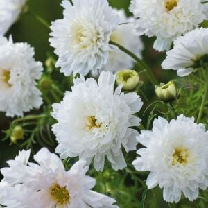 Katlı Kozmos çiçeği tohumu double dutch white cosmos