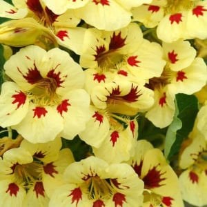 Ladybird Cream Purple spot latin çiçeği tohumu yenilebilir çiçek