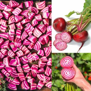 Halkalı italyan pancar tohumu geleneksel beet chioggia beta vulgaris