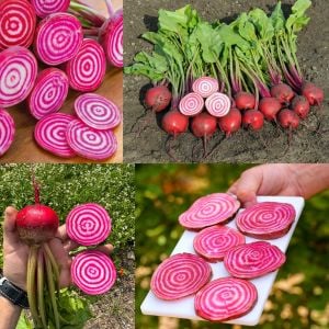Halkalı italyan pancar tohumu geleneksel beet chioggia beta vulgaris