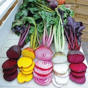 Halkalı italyan pancar tohumu geleneksel beet chioggia beta vulgaris