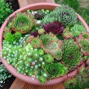 Sempervivum sukulent bitki succulent 45 adet fide