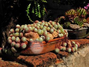 Sempervivum sukulent bitki succulent 45 adet fide