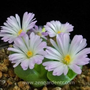 Conopyhtum sukulent tohumu cocnophytum longum