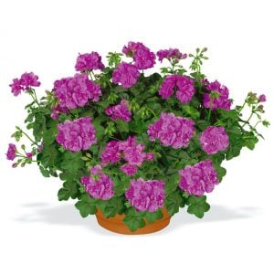 Atlantik mavi sarkan sakız sardunya fidesi pelargonium peltatum