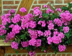 Atlantik mavi sarkan sakız sardunya fidesi pelargonium peltatum