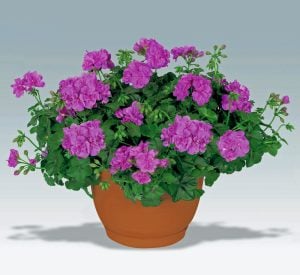 Atlantik mavi sarkan sakız sardunya fidesi pelargonium peltatum