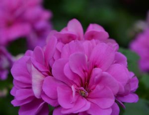 Atlantik mavi sarkan sakız sardunya fidesi pelargonium peltatum