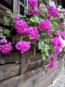 Atlantik mavi sarkan sakız sardunya fidesi pelargonium peltatum